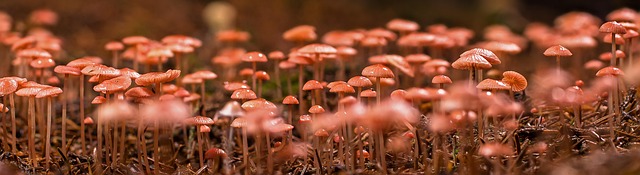 cbd mushrooms for sale