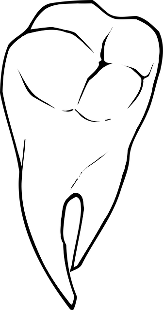 teeth